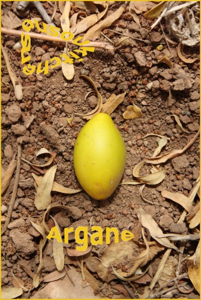 argane 093